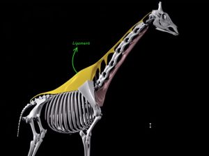 giraffe-neck-3d-web