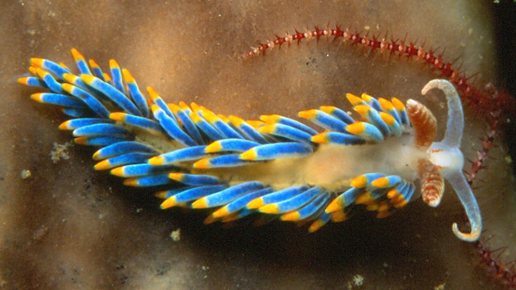 Nudibranchs, the naked sea slugs Amazing Zoology