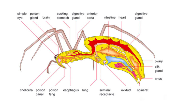 Anatomy of a Spider | Amazing Zoology