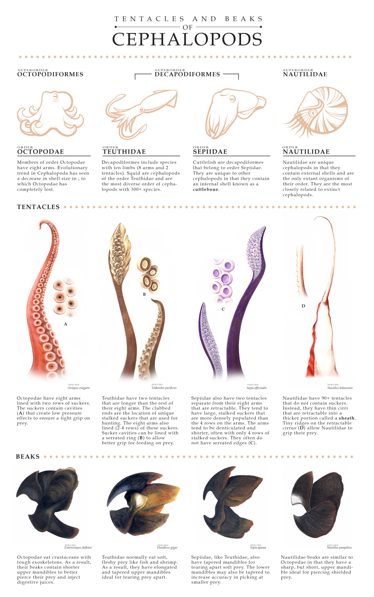 tentacles-and-beaks-of-cephalopods-amazing-zoology