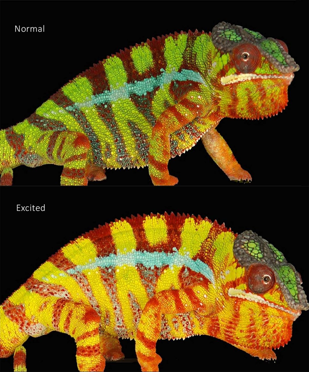 How Do Chameleons Change Colour? | Amazing Zoology