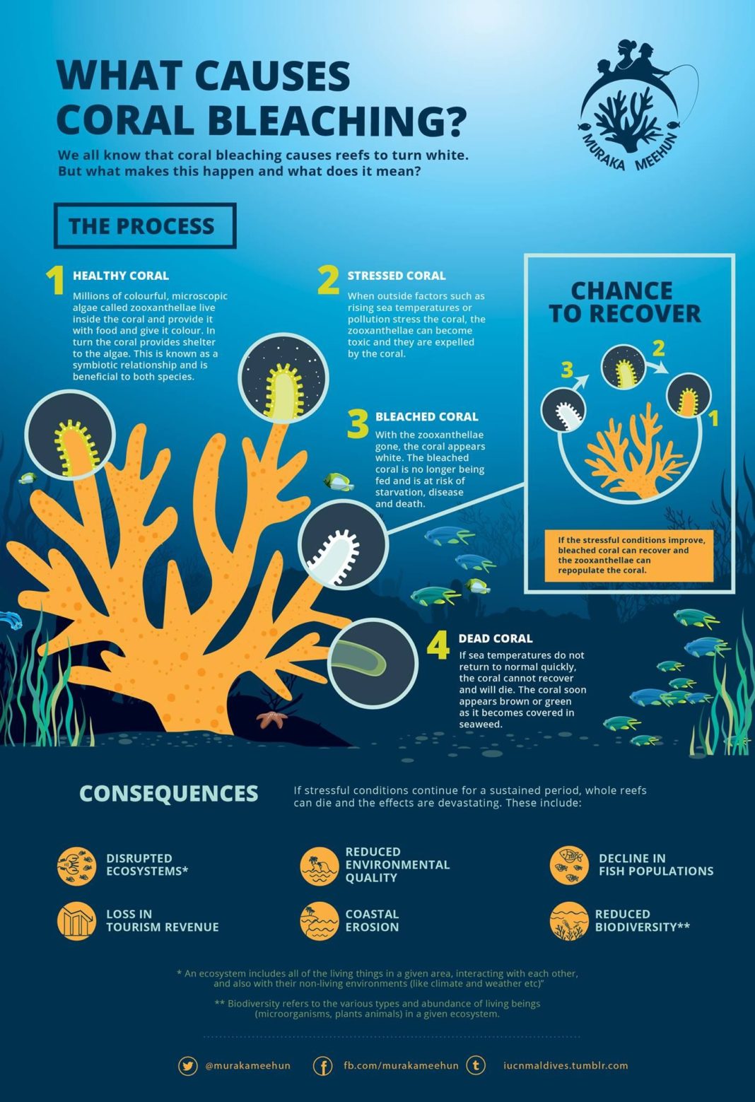 What is coral bleaching and how it happens? | Amazing Zoology