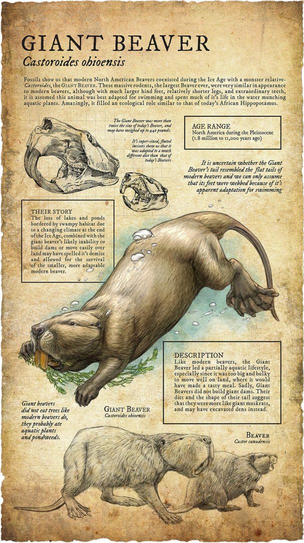 Giant Beaver Archives Amazing Zoology