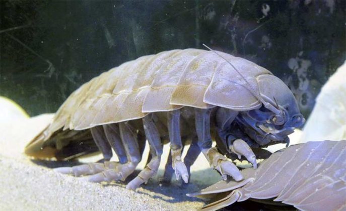 Giant Isopod | Amazing Zoology