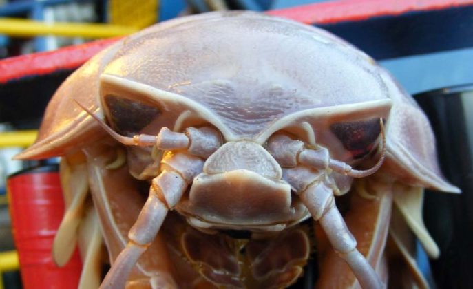 Giant Isopod | Amazing Zoology