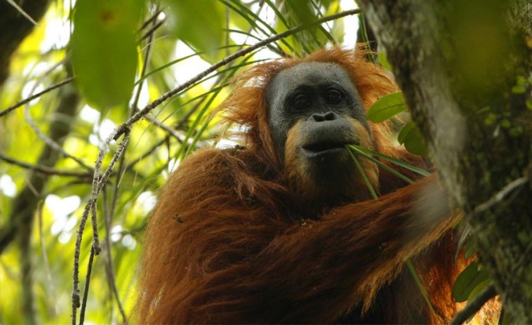 Tapanuli orangutan | Amazing Zoology