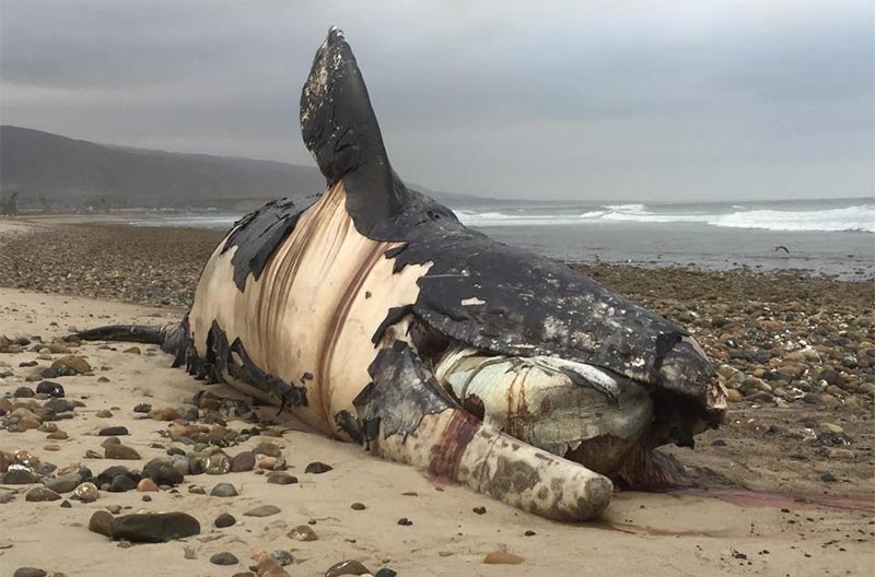 Whale Falls and Whale fall communities Amazing Zoology