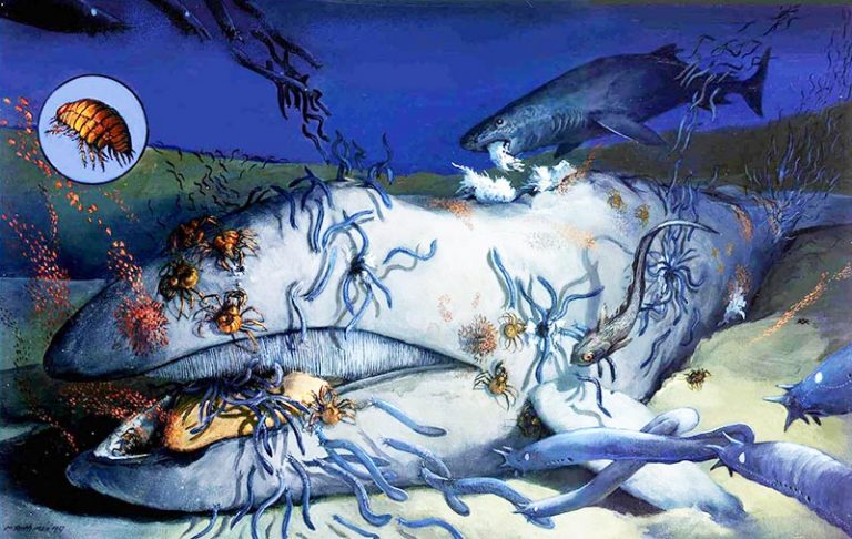 Whale Falls and Whale fall communities