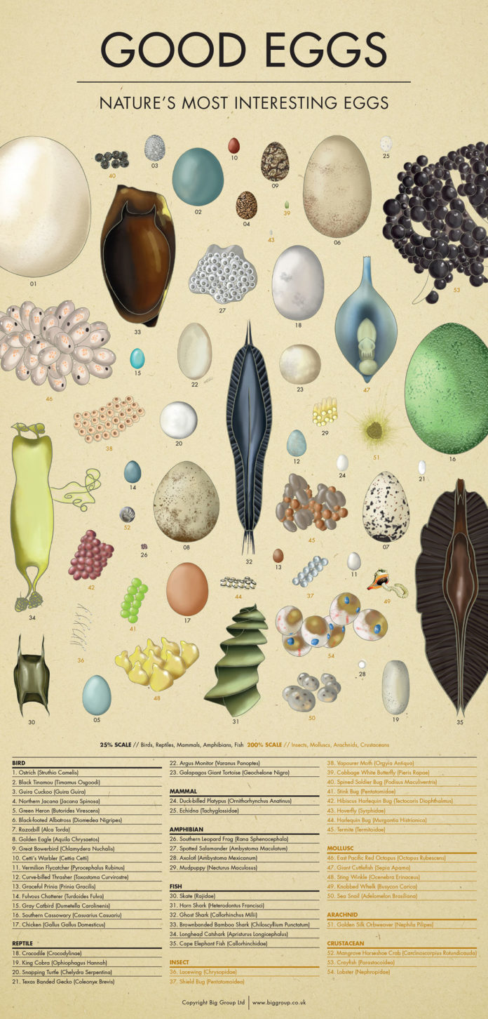 Most interesting animal eggs in nature Amazing Zoology