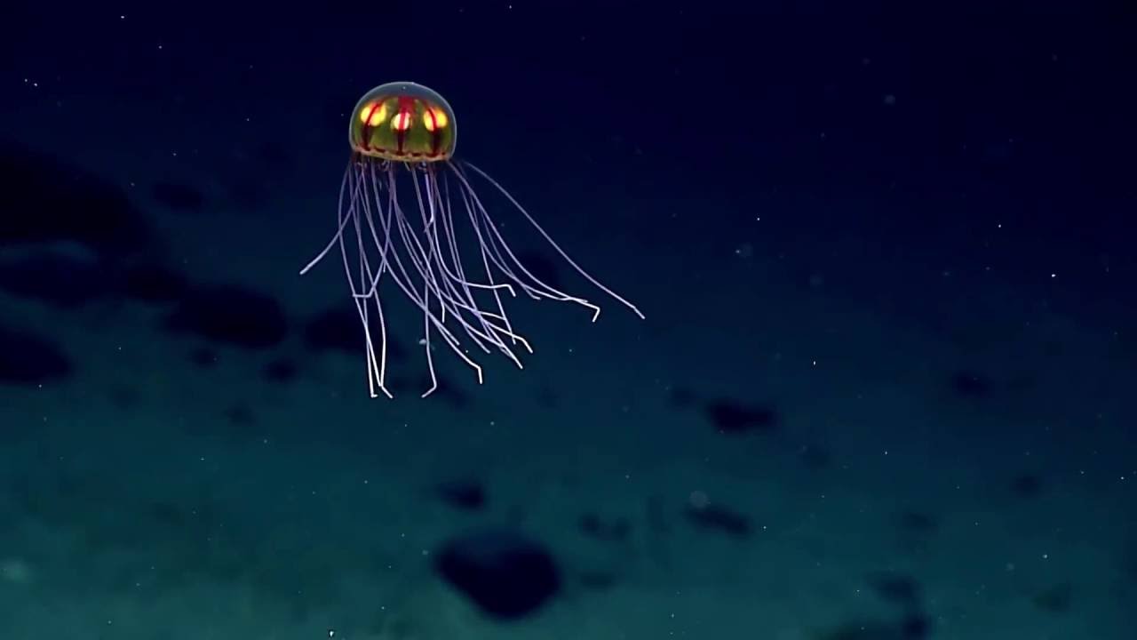 New alien looking jellyfish found in Mariana trench | Amazing Zoology