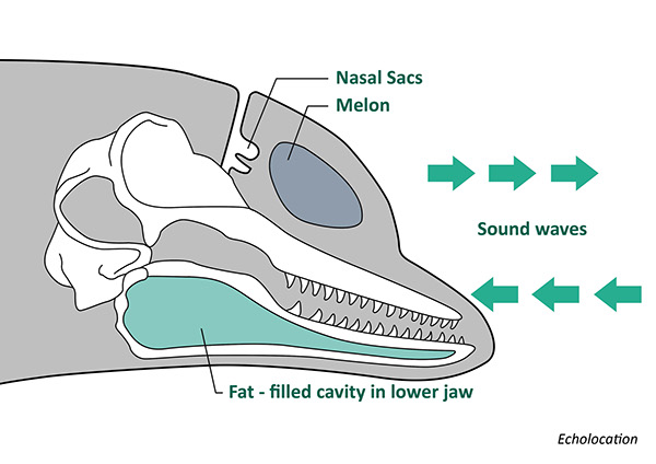 Anatomy of sound production and detection in dolphin
