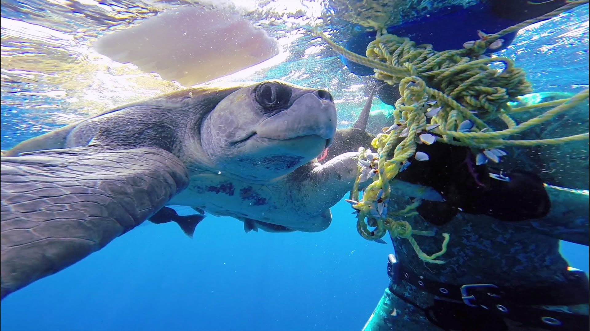 Sea turtle thanks divers for rescuing