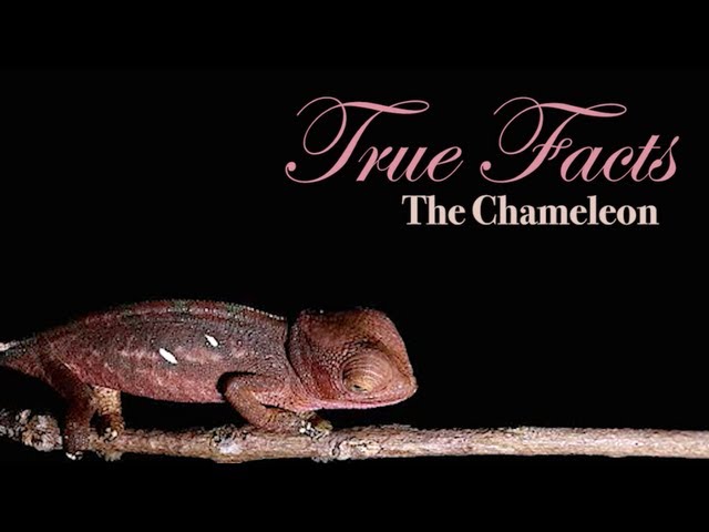 Some facts about Chameleon