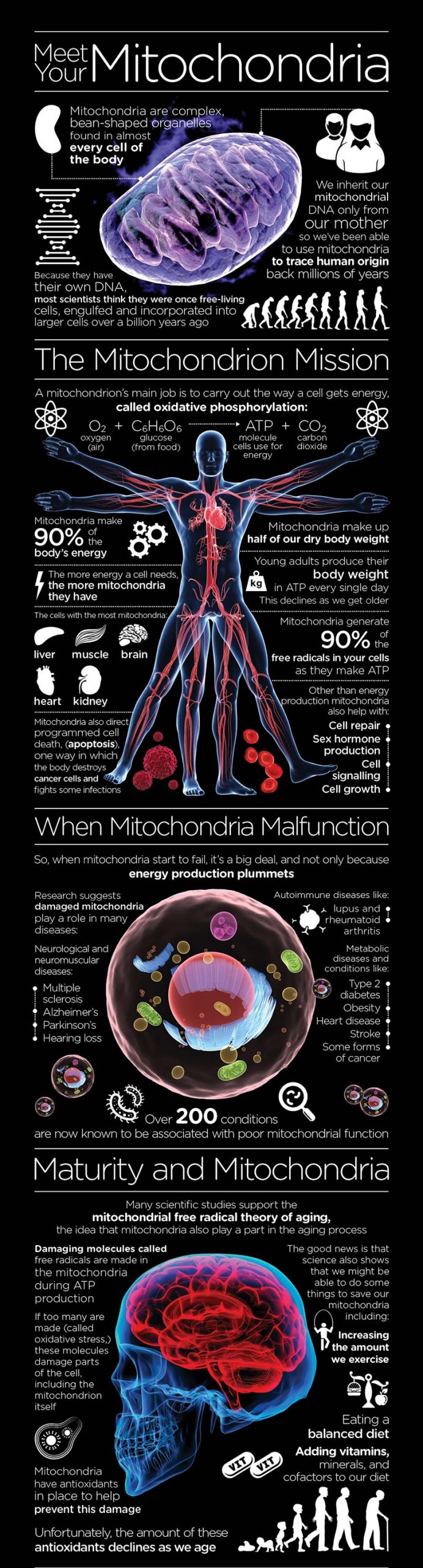 Know your Mitochondria – Infographic