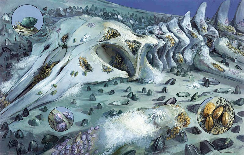 whalefall-stage2