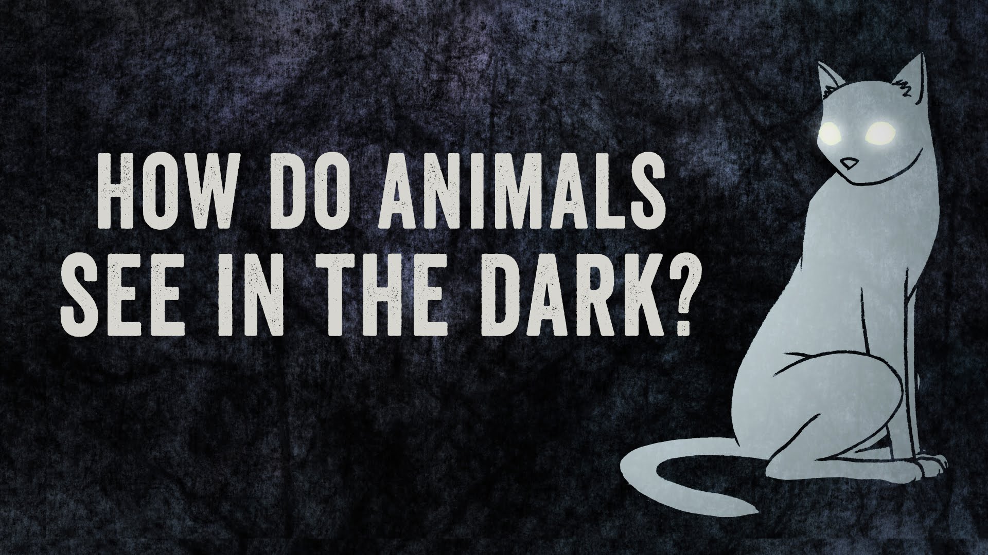How do animals see in the dark?