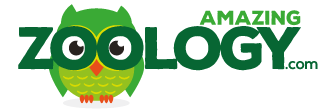 Amazing Zoology