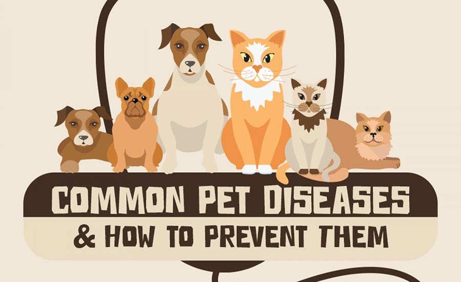 Common pet diseases and how to prevent them