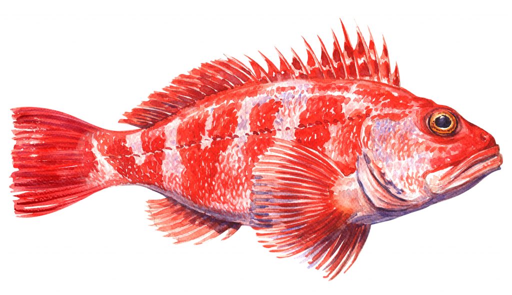 Image courtesy: Cooke Inc.