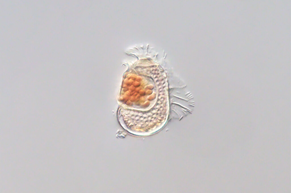 A microbe that may be on its way to becoming a virus