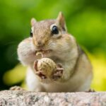 Chipmunk