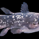 Coelacanth