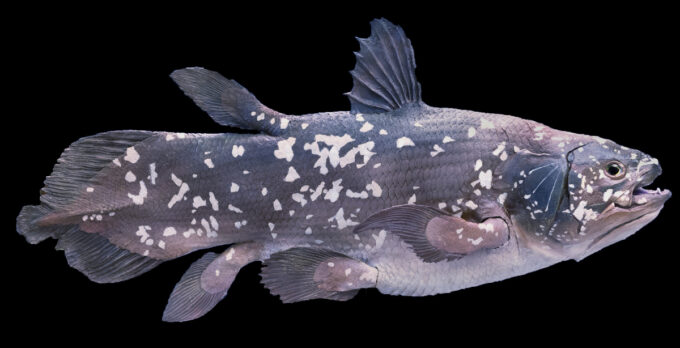 Coelacanth